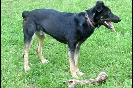 Fajny Dyziek szuka fajnego domu!,  mazowieckie War