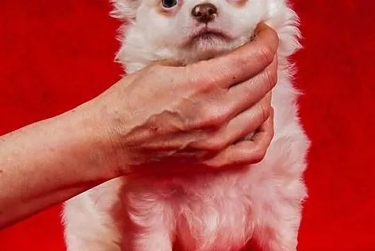 Chihuahua szczeniak Gandalf długowłosy biały z cze
