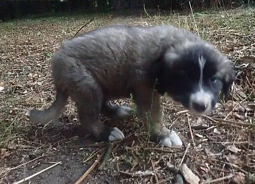 Pędzel - 2 miesięczny psiak szuka domu, mazowieck