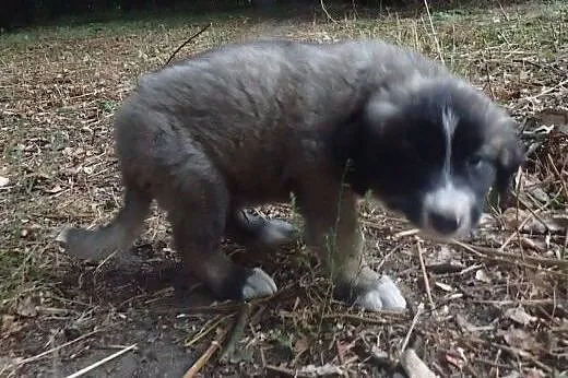 Pędzel - 2 miesięczny psiak szuka domu,  mazowieck