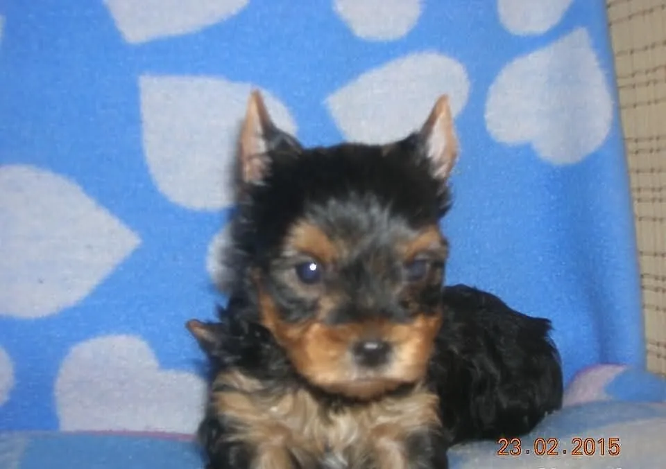 Śliczne szczeniaczki Yorkshire Terrier