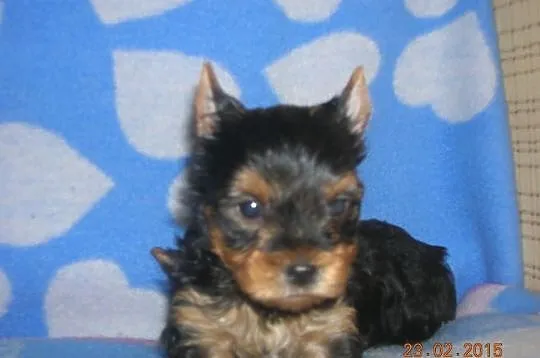 Śliczne szczeniaczki Yorkshire Terrier