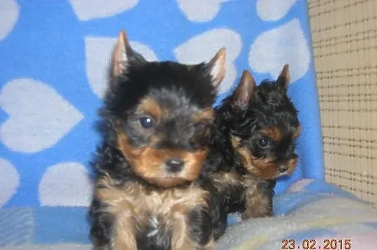 Śliczne szczeniaczki Yorkshire Terrier