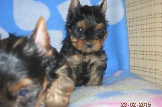 Śliczne szczeniaczki Yorkshire Terrier