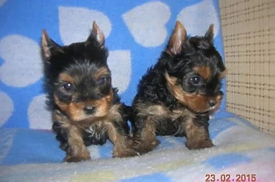 Śliczne szczeniaczki Yorkshire Terrier