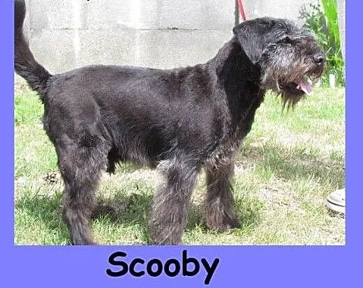 Scooby - sznaucerek mix czeka w schronisku, dolno