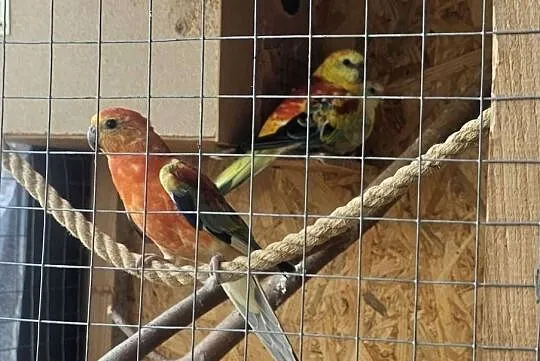 Papugi z woliery, mlode, Świętokrzyskie, Pińczów