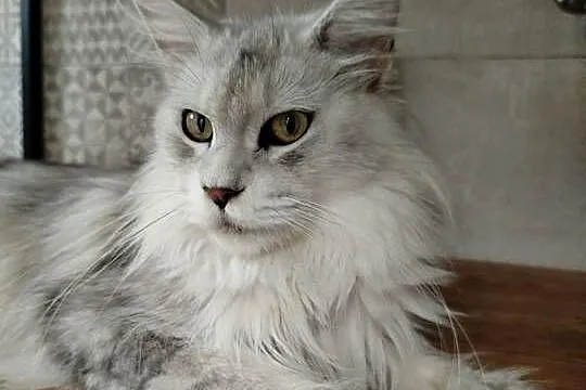 Jasper kocur Maine Coon, Kujawsko-pomorskie, Szembruk