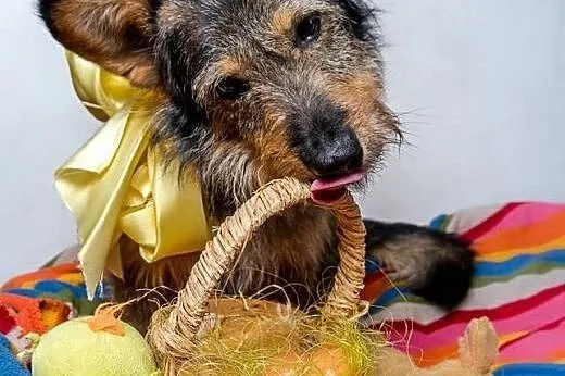 Domu szuka śliczny SZCZOTKA, co wygląda jak maskot