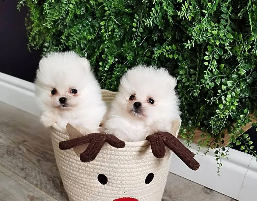 Szic miniaturowy pomeranian, Świętokrzyskie, Stopnica