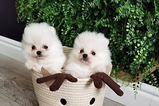 Szic miniaturowy pomeranian, Świętokrzyskie, Stopnica