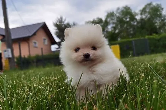 Szic miniaturowy pomeranian, Świętokrzyskie, Stopnica