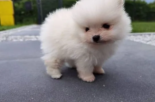 Szic miniaturowy pomeranian, Świętokrzyskie, Stopnica