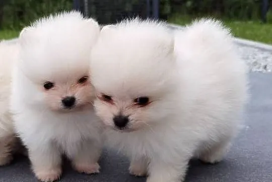 Szic miniaturowy pomeranian, Świętokrzyskie, Stopnica