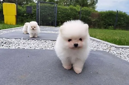 Szic miniaturowy pomeranian, Świętokrzyskie, Stopnica