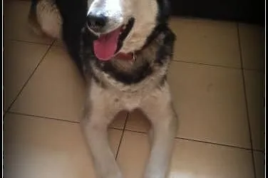 LEO- mądry, spokojny pies husky do adopcji,  wielkopolskie Poznań