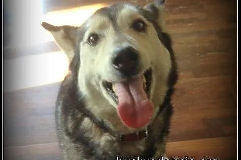 LEO- mądry, spokojny pies husky do adopcji,  wielk