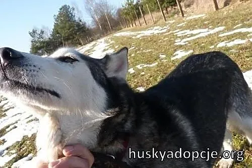 LEO- mądry, spokojny pies husky do adopcji,  wielk
