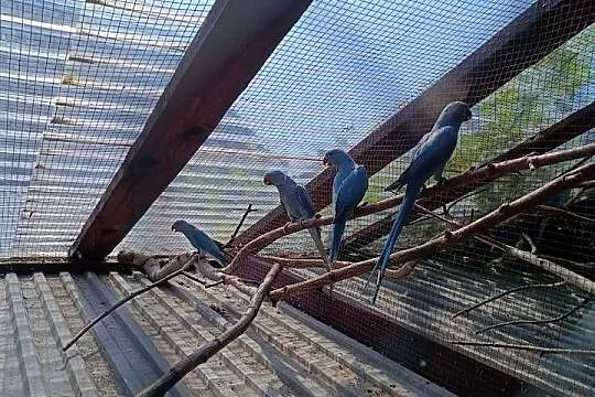 Aleksandretty para lęgowa i młode, Podkarpackie, Krosno