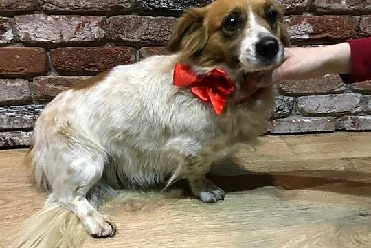 Łatka, młoda, grzeczna sunia do adopcji, Mazowieckie, Warszawa