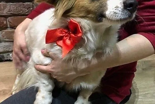 Łatka, młoda, grzeczna sunia do adopcji, Mazowieckie, Warszawa
