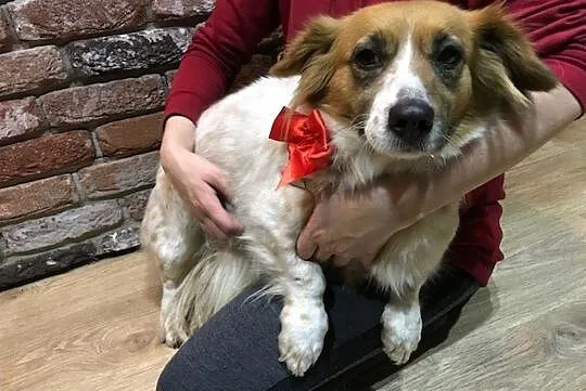 Łatka, młoda, grzeczna sunia do adopcji, Mazowieckie, Warszawa
