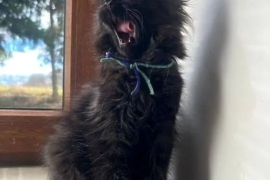 Maine Coon