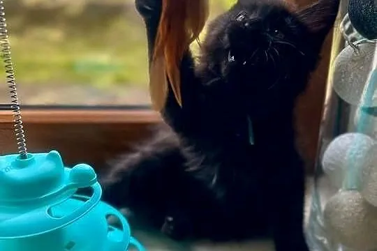 Maine Coon, Zachodniopomorskie, Sława