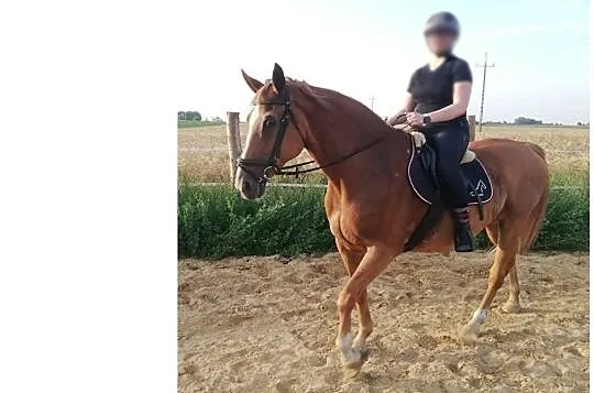 Sprzedam klacz wielkopolską - zaprzęg siodło hipoterapia, , Tulce