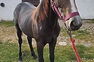 Sprzedam roczna klacz maści siwej, , Łubowo