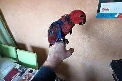 Żako Lora ręcznie karmione, , Godów