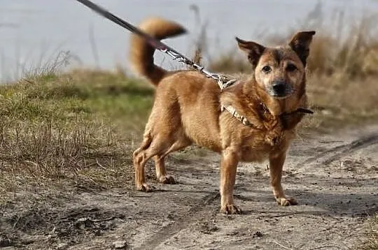 Lilo, niewidoczna wśród tylu psich nieszczęść szuk