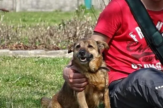 Lilo, niewidoczna wśród tylu psich nieszczęść szuk