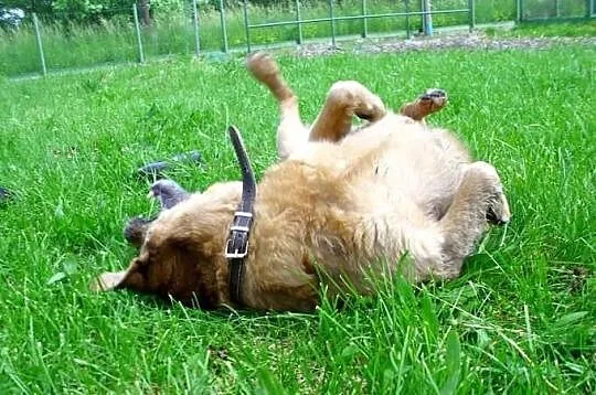 Lilo, niewidoczna wśród tylu psich nieszczęść szuk