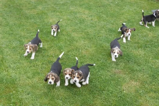 BEAGLE, Szczeniak na sprzedaż Kontakt przez Whatsapp... +48736614543, , Plaskosz