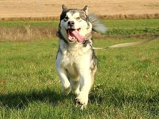 Przyjazny, akceptujący koty malamut Thorin adopcja