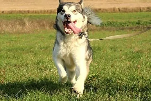 Przyjazny, akceptujący koty malamut Thorin adopcja, Kundelki cała Polska