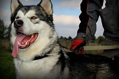 Przyjazny, akceptujący koty malamut Thorin adopcja