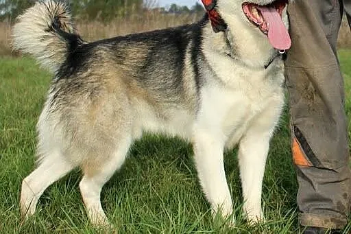 Przyjazny, akceptujący koty malamut Thorin adopcja