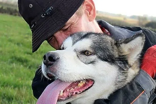 Przyjazny, akceptujący koty malamut Thorin adopcja