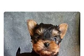 Sunia Yorkshire terrier york