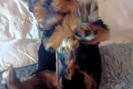 Sunia Yorkshire terrier york, Podkarpackie, Boguchwała