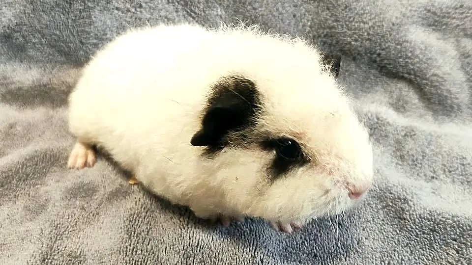 Świnka morska US Teddy z hodowli Sweet Teddy, Śląskie, Dąbrowa Górnicza