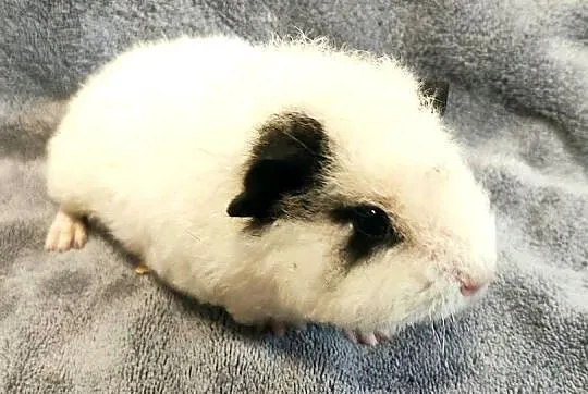 Świnka morska US Teddy z hodowli Sweet Teddy, Śląskie, Dąbrowa Górnicza