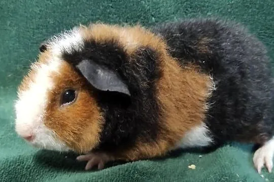 Świnka morska US Teddy z hodowli Sweet Teddy, Śląskie, Dąbrowa Górnicza