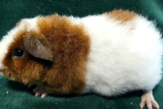 Świnka morska US Teddy z hodowli Sweet Teddy, Śląskie, Dąbrowa Górnicza
