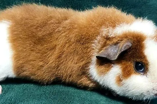 Świnka morska US Teddy z hodowli Sweet Teddy, Śląskie, Dąbrowa Górnicza