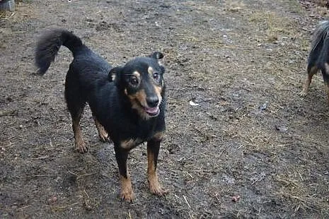 Gonzales kocha świat i ludzi daj mu domek którego 