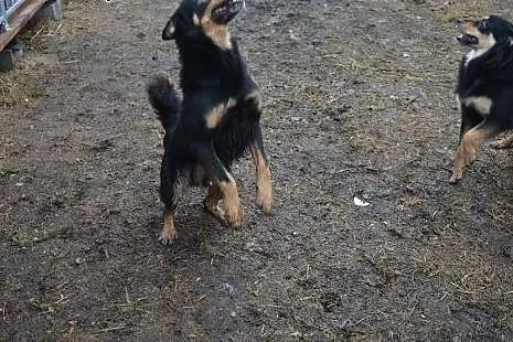Gonzales kocha świat i ludzi daj mu domek którego 