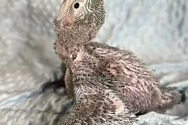 Ara harlekin młoda